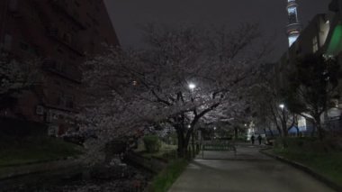 Tokyo Kiraz Çiçeği Gece Görüşü 2022