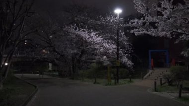 Tokyo Kiraz Çiçeği Gece Görüşü 2022