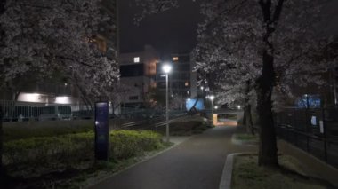 Tokyo Kiraz Çiçeği Gece Görüşü 2022
