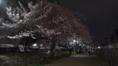 Tokyo Kiraz Çiçeği Gece Görüşü 2022