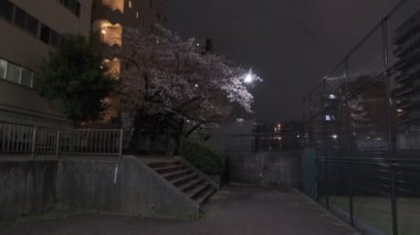 Tokyo Kiraz Çiçeği Gece Görüşü 2022