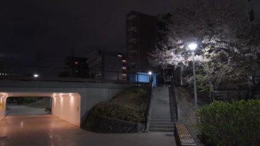 Tokyo Kiraz Çiçeği Gece Görüşü 2022