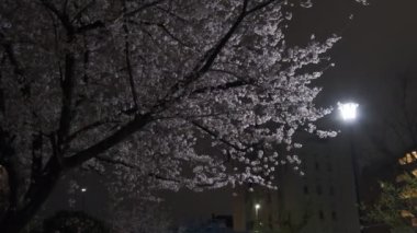Tokyo Kiraz Çiçeği Gece Görüşü 2022