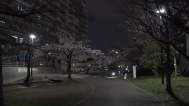 Tokyo Kiraz Çiçeği Gece Görüşü 2022