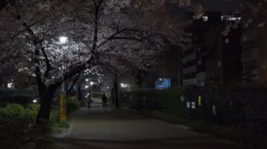 Tokyo Kiraz Çiçeği Gece Görüşü 2022