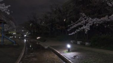Tokyo Kiraz Çiçeği Gece Görüşü 2022