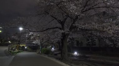 Tokyo Kiraz Çiçeği Gece Görüşü 2022