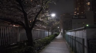 Tokyo Meguro Nehri Kiraz Çiçeği Gecesi 2022