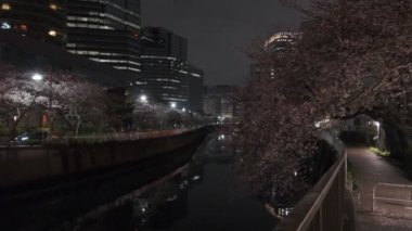 Tokyo Meguro Nehri Kiraz Çiçeği Gecesi 2022