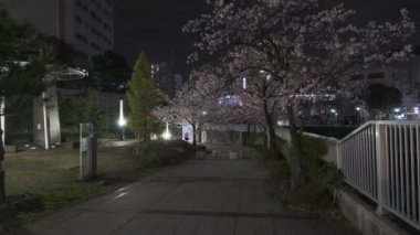 Tokyo Meguro Nehri Kiraz Çiçeği Gecesi 2022