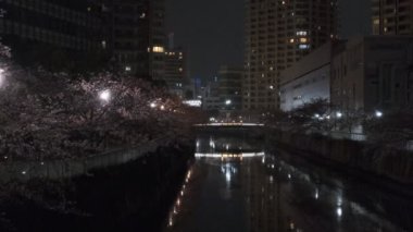 Tokyo Meguro Nehri Kiraz Çiçeği Gecesi 2022