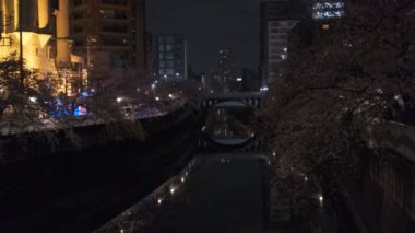 Tokyo Meguro Nehri Kiraz Çiçeği Gecesi 2022