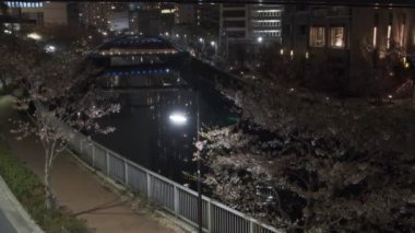 Tokyo Meguro Nehri Kiraz Çiçeği Gecesi 2022
