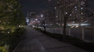 Tokyo Meguro Nehri Kiraz Çiçeği Gecesi 2022