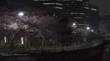 Tokyo Meguro Nehri Kiraz Çiçeği Gecesi 2022