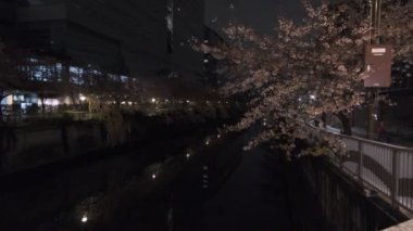 Tokyo Meguro Nehri Kiraz Çiçeği Gecesi 2022
