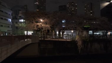 Tokyo Meguro Nehri Kiraz Çiçeği Gecesi 2022