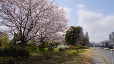 Tokyo Kiraz Çiçekleri 2022 İlkbahar