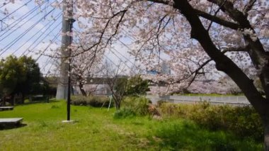 Tokyo Kiraz Çiçekleri 2022 İlkbahar