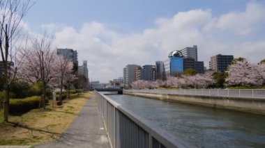 Tokyo Kiraz Çiçekleri 2022 İlkbahar