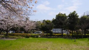 Tokyo Kiraz Çiçekleri 2022 İlkbahar