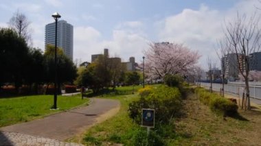 Tokyo Kiraz Çiçekleri 2022 İlkbahar