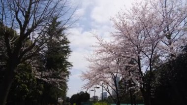 Tokyo Kiraz Çiçekleri 2022 İlkbahar