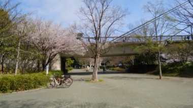 Tokyo Kiraz Çiçekleri 2022 İlkbahar