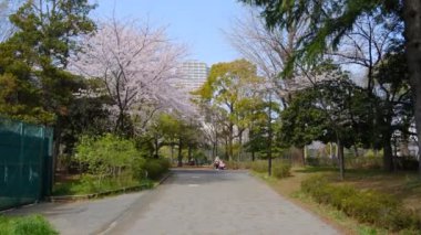 Tokyo Kiraz Çiçekleri 2022 İlkbahar