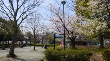 Tokyo Kiraz Çiçekleri 2022 İlkbahar