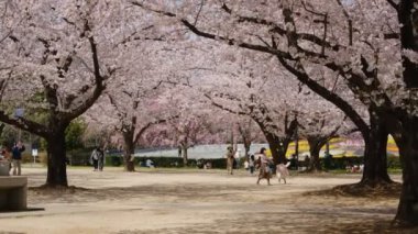 Tokyo Kiraz Çiçekleri 2022 İlkbahar