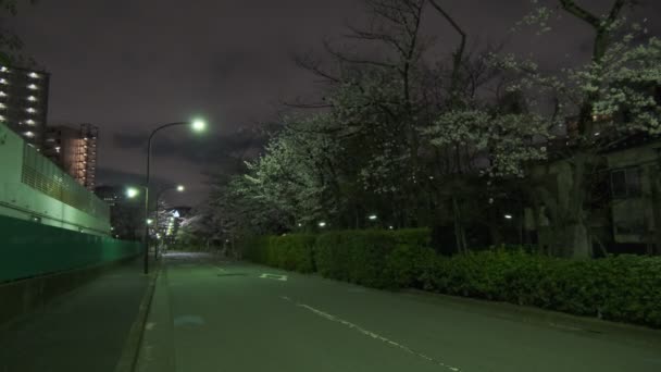 Tokyo Fiore Ciliegio Vista Notturna 2022 — Video Stock