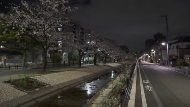 Tokyo Cherry Blossom Night View 2022 — Stock Video