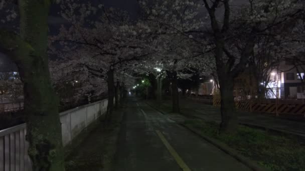 Tokio Flor Cerezo Vista Nocturna 2022 — Vídeos de Stock