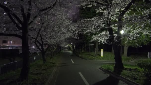 Tokio Kersenbloesem Nachtzicht 2022 — Stockvideo