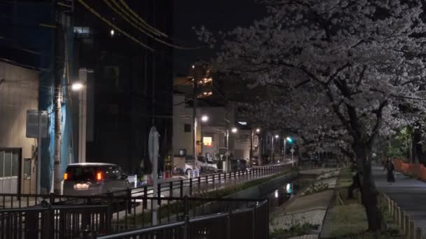 Tokio Flor Cerezo Vista Nocturna 2022 — Vídeo de stock
