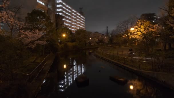 Tokyo Cherry Blossom Vedere Noapte 2022 — Videoclip de stoc