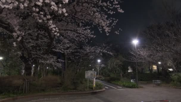 Tokyo Cherry Blossom Vista Noturna 2022 — Vídeo de Stock