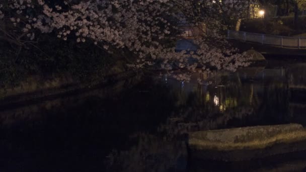 Tokyo Cherry Blossom Night View 2022 — Stock Video