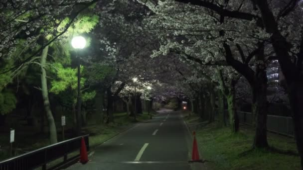 Tokio Flor Cerezo Vista Nocturna 2022 — Vídeo de stock