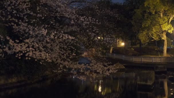 Tokio Flor Cerezo Vista Nocturna 2022 — Vídeos de Stock