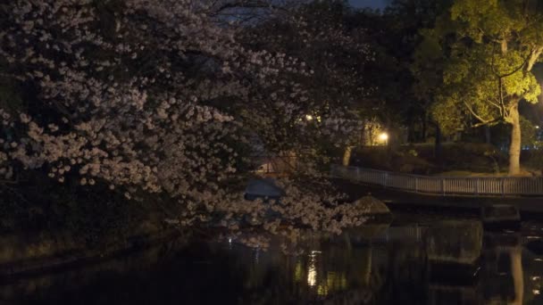 Tokyo Cherry Blossom Noční Pohled 2022 — Stock video