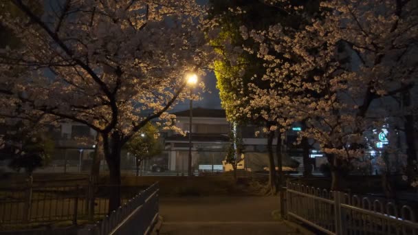 Tokyo Cherry Blossom Noční Pohled 2022 — Stock video