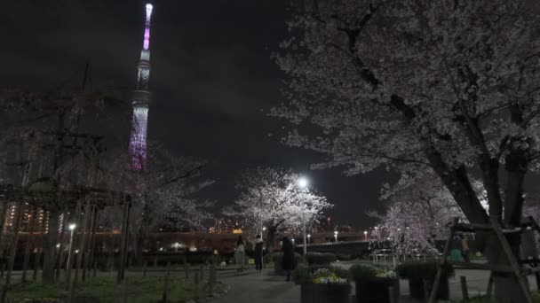 Tokyo Kiraz Çiçeği Gece Görüşü 2022 — Stok video