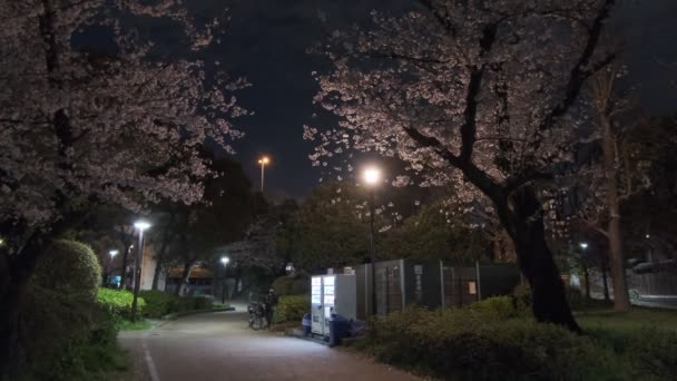 Tokyo Körsbärsblomma Nattutsikt 2022 — Stockvideo