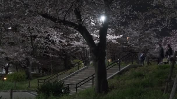 Tokyo Cherry Blossom Noční Pohled 2022 — Stock video