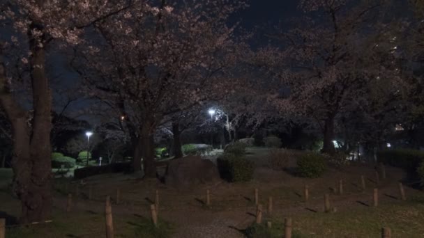 Tokyo Cherry Blossom Noční Pohled 2022 — Stock video