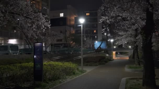 Tokyo Cherry Blossom Night View 2022 — Stock Video