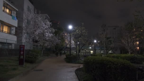 Tokyo Cherry Blossom Night View 2022 — Stock Video