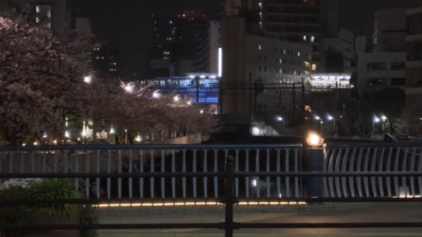 Tokyo Meguro River Cherry Floare Noapte 2022 — Videoclip de stoc